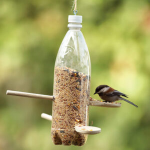 bird feeding bottiglia semi uccello